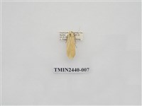 藏品(巨橙苔蛾)的圖片